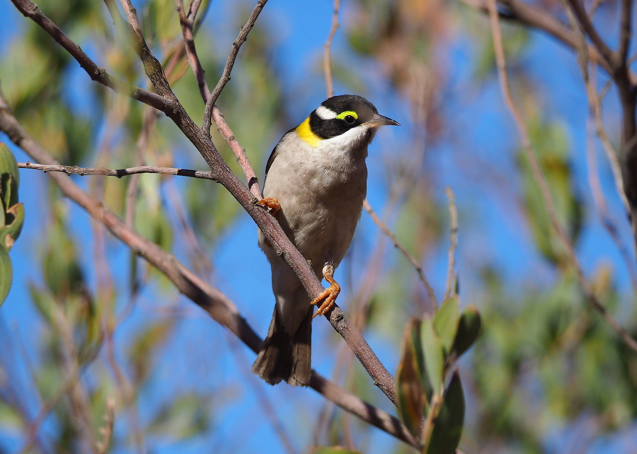 image Black-chinned Honeyeater